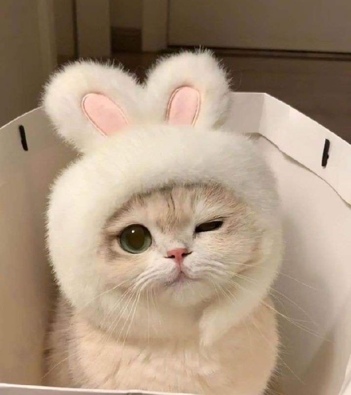 Lời Nhắn Bong Bóng Tình Yêu